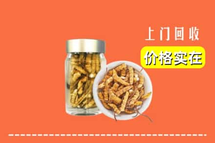 沧州市海兴回收散虫草