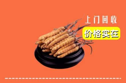 沧州市海兴回收冬虫夏草